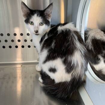 Rescue Domestic Short Hair Cats for Adoption in Washburn, Missouri - Crest | PetCurious