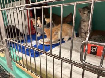 Domestic Short Hair Cats Available for Adoption in Topeka, Kansas - **Cat Cafe** Yolk | PetCurious