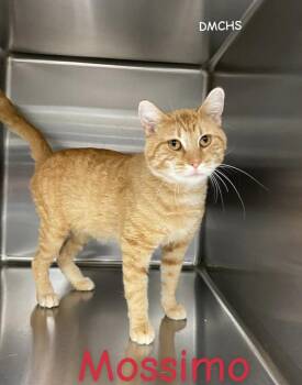 Domestic Short Hair Cats Available for Adoption - Massimo | PetCurious