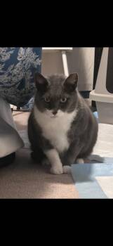 Domestic Short Hair Cats Available for Adoption in Ferndale, Michigan - Daisy | PetCurious