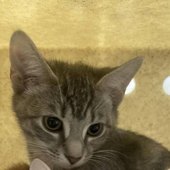 Kitty Kat -  Domestic Short Hair Cat for Adoption in Philadelphia, Pennsylvania - Kitty Kat | PetCurious