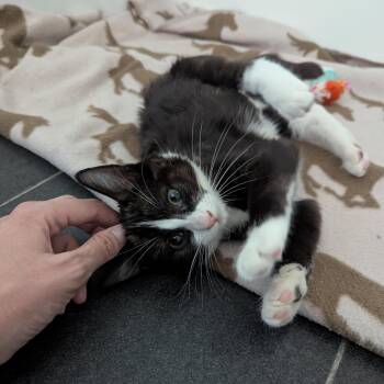 Crumpet -  Domestic Short Hair Cat for Adoption in West Richland, Washington - Crumpet | PetCurious
