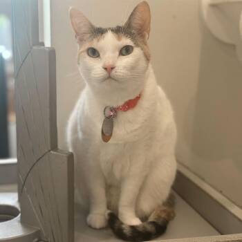 Domestic Short Hair Cats Available for Adoption in Port Washington, New York - Deja | PetCurious