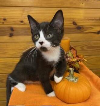 Rescue Tuxedo Cats for Adoption in Southern Pines, North Carolina - Avocado - Sweet And Petite, This Tuxedo Is Ready For Her New Hom | PetCurious