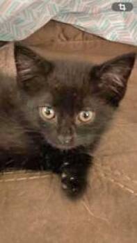 Misty -  Domestic Short Hair Cat for Adoption in Portsmouth, Ohio - Misty | PetCurious