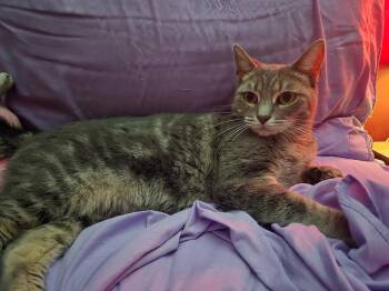 Rescue Domestic Short Hair Cats for Adoption in Levittown, Pennsylvania - Twyla | PetCurious