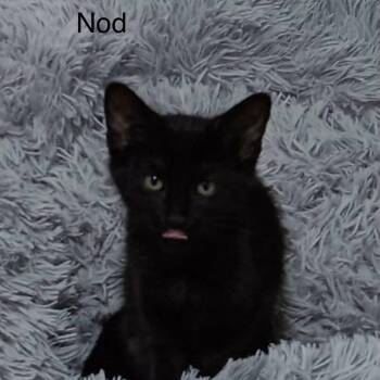 Nod -  Bombay and Domestic Short Hair Cat for Adoption in Wyandotte, Michigan - Nod | PetCurious