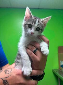 Prince -  Domestic Short Hair Cat for Adoption in Johnson City, Tennessee - Prince | PetCurious