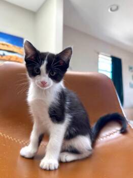 Carrot -  Domestic Short Hair Cat for Adoption in Fort Collins, Colorado - Carrot | PetCurious