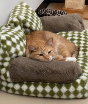 Koi -  Domestic Short Hair Cat for Adoption in Saint Paul, Minnesota - Koi | PetCurious