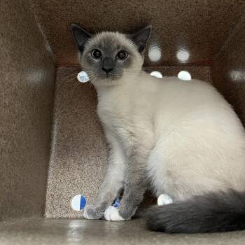 SVAS-Stray-39475 -  Domestic Short Hair and Siamese Cat for Adoption in Lyndhurst, Virginia - SVAS-Stray-39475 | PetCurious