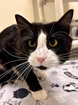 Voodoo -  Domestic Medium Hair Cat for Adoption in Fall River, Massachusetts - Voodoo | PetCurious