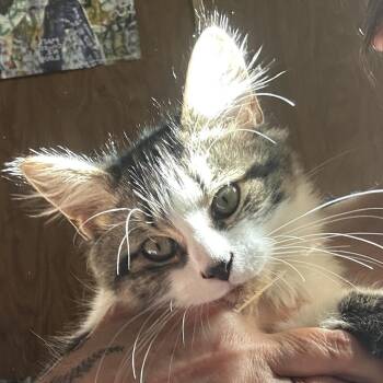 Anakin -  Domestic Medium Hair Cat for Adoption - Anakin | PetCurious