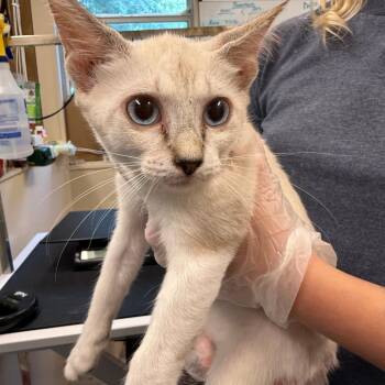 Sleet -  Siamese Cat for Adoption in Lake Panasoffkee, Florida - Sleet | PetCurious