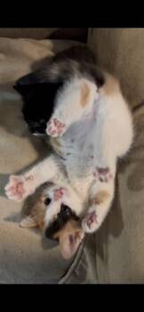 Holly -  Domestic Short Hair Cat for Adoption in St. Peters, Missouri - Holly | PetCurious