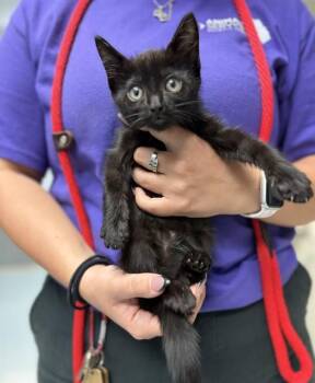 RAINY -  Domestic Short Hair Cat for Adoption in St. Cloud, Florida - RAINY | PetCurious