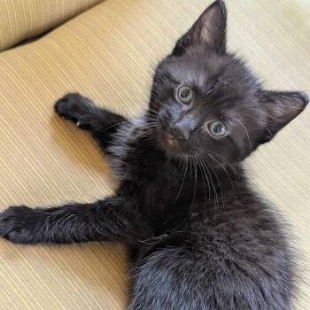 Domestic Short Hair Cats Available for Adoption in Huntsville, Alabama - Astro | PetCurious