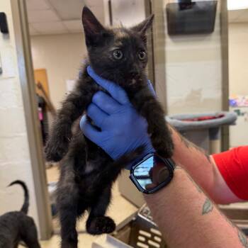 Maxine -  Domestic Short Hair Cat for Adoption in Birmingham, Alabama - Maxine | PetCurious