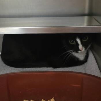 Lenora -  Domestic Short Hair Cat for Adoption in Bristol, Indiana - Lenora | PetCurious