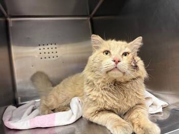 Domestic Short Hair Cats Available for Adoption in Rancho Cucamonga, California - HAYMITCH | PetCurious