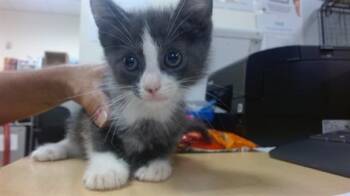 Domestic Short Hair Cats Available for Adoption in Doral, Florida - PICACHU | PetCurious