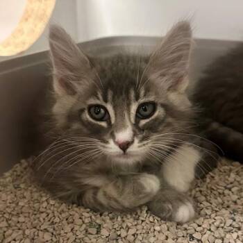 Aloha -  Domestic Short Hair Cat for Adoption in Walnut Creek, California - Aloha | PetCurious