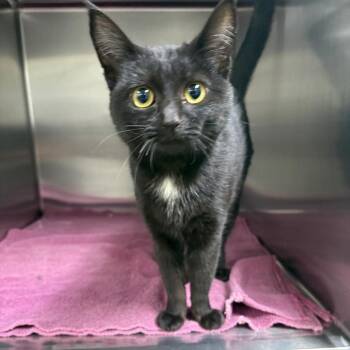 Blossom -  Domestic Short Hair Cat for Adoption in Spokane, Washington - Blossom | PetCurious