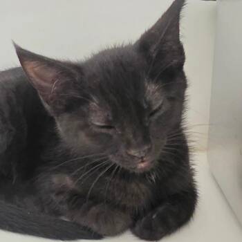 Magpie -  Domestic Short Hair Cat for Adoption in Port Angeles, Washington - Magpie | PetCurious