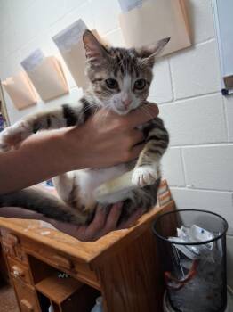 Anonymous -  Domestic Short Hair Cat for Adoption in Brownwood, Texas - Anonymous | PetCurious
