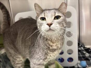 Bebe -  Domestic Short Hair Cat for Adoption in Golden Valley, Minnesota - Bebe | PetCurious