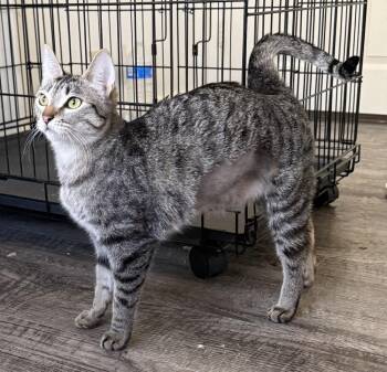 Little Debbie -  Domestic Short Hair Cat for Adoption in Tucson, Arizona - Little Debbie | PetCurious