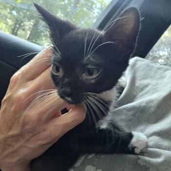 Hide n Seek -  Domestic Short Hair Cat for Adoption in Melrose, Florida - Hide N Seek | PetCurious