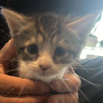 Stella -  Domestic Short Hair Cat for Adoption in Veneta, Oregon - Stella | PetCurious