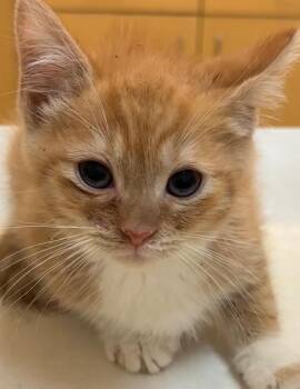 CHANDLER -  Domestic Short Hair Cat for Adoption in Elizabethton, Tennessee - CHANDLER | PetCurious