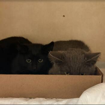 Domestic Short Hair Cats Available for Adoption in Westminster, California - Boofy | PetCurious