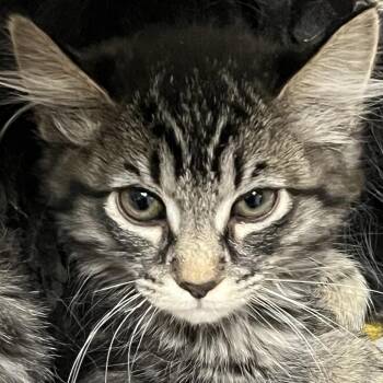 Domestic Medium Hair Cats Available for Adoption in Yuma, Arizona - Lumi | PetCurious