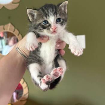 Clover -  Domestic Short Hair Cat Available for Adoption in Kansas City, Missouri - Clover | PetCurious