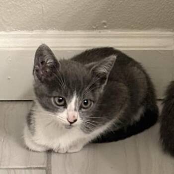 Jellybelly -  Domestic Short Hair Cat for Adoption in Westminster, California - Jellybelly | PetCurious