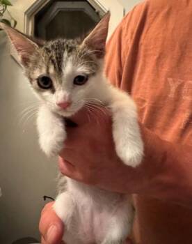 92819a Sprite-PetSmart West Ashley -  Domestic Short Hair Cat for Adoption in North Charleston, South Carolina - 92819a Sprite-PetSmart West Ashley | PetCurious