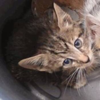 Leon -  Domestic Short Hair Cat for Adoption in NEW PT RICHEY, Florida - Leon | PetCurious