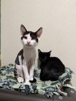 Poltergeist -  Domestic Short Hair Cat for Adoption in Pleasanton, California - Poltergeist | PetCurious