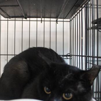 Domestic Short Hair Cats Available for Adoption in Cleveland, Mississippi - Ludahiss | PetCurious