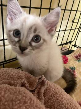 Siamese Cats Available for Adoption in Lunenburg, Massachusetts - Pebbles | PetCurious