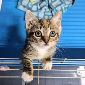 Jag -  Domestic Short Hair Cat for Adoption in Bellmawr, New Jersey - Jag | PetCurious