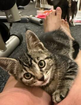 May -  Domestic Short Hair Cat for Adoption - May | PetCurious
