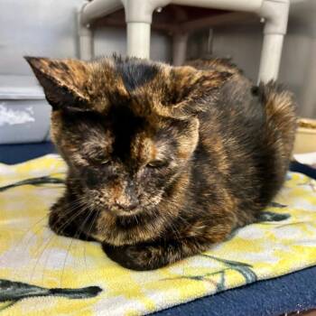 Angel -  Domestic Short Hair Cat for Adoption in Buffalo, New York - Angel | PetCurious