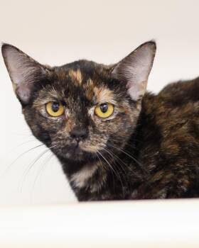 Domestic Short Hair Cats Available for Adoption in Bridgeport, Connecticut - TIGRIS (0601) | PetCurious