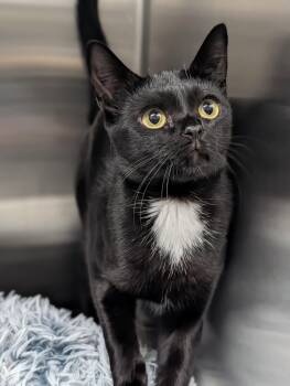 Sweet Molasses -  Domestic Short Hair Cat for Adoption in Plainfield, New Jersey - Sweet Molasses | PetCurious