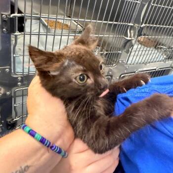 Incineroar -  Domestic Short Hair Cat for Adoption in Greensboro, North Carolina - Incineroar | PetCurious