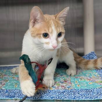 Twinkie -  Domestic Short Hair Cat for Adoption in Springfield, Illinois - Twinkie | PetCurious